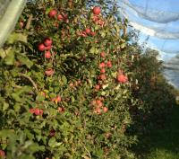 Pomme fuji  sachet 1 kg