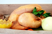 Poulette fermière élevée en plein air