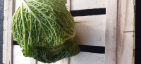 Chou pomme vert frisé