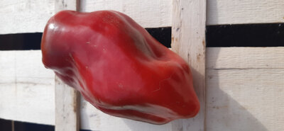 Poivron rouge