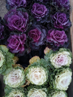 Choux d'ornement pot 9 cm