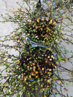 Mulhenbackia pot 10.5 cm