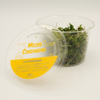 Micro coriandre
