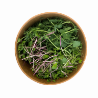 Micro pousses de pois, radis et poireau