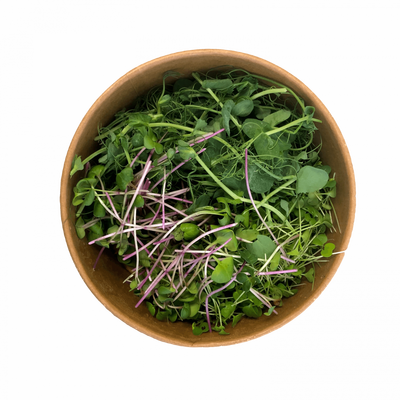 Micro pousses de pois, radis et coriandre