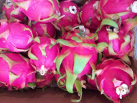 Pitaya fruits du dragon