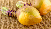 Rutabaga jaune