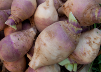 Rutabaga violet