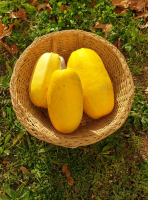 Courge spaghetti (pièce entière)