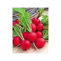 Radis ronds