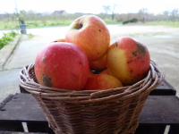 Jubilé 95/120 cat.2