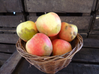 Jubilé 120/150 cat.2