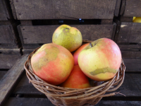 Jubilé 150/200 cat.2