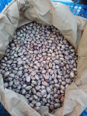 Haricots grains