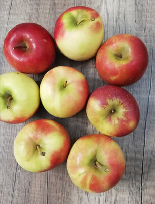 Pommes story ® inored