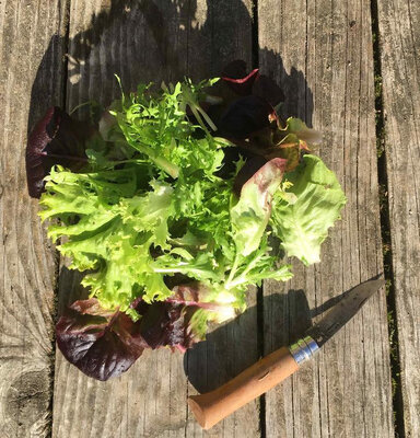 Salade mix