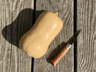 Courge butternut