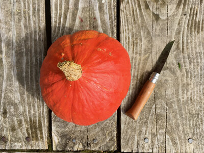 Courge potimarron