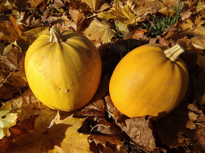 Courge melonnette
