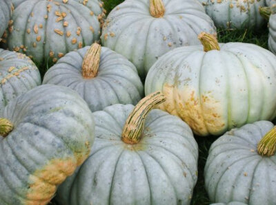 Courge bleu de hongrie bio 1kg