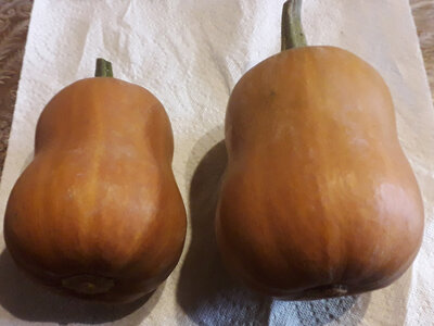 Courge honeynut