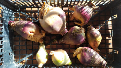 Chou navet - rutabaga