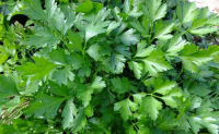 Plant de persil