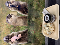 Plateau apero « les marmottes »