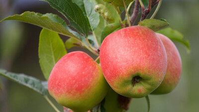 Pommes bio 'type bicolore'