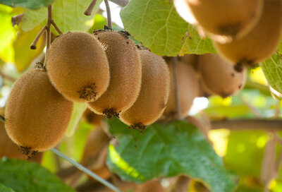 Kiwis bio
