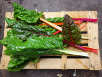 Blette mélange blanche et couleur (500gr)