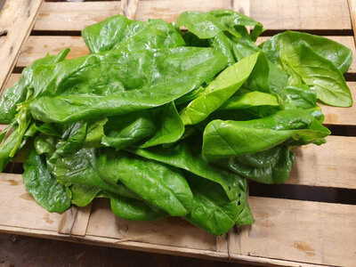 Epinard feuille (500gr)