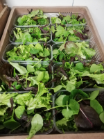 Mesclun d'hiver (150gr)