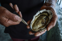 Huîtres de cancale bio n°3 - 8 douzaines