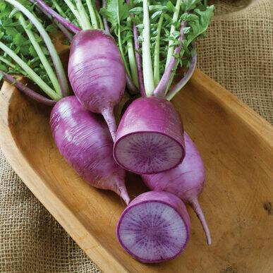 Radis violet bio