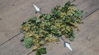 Tisane hiver