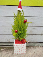 Petit conifère en pot noel