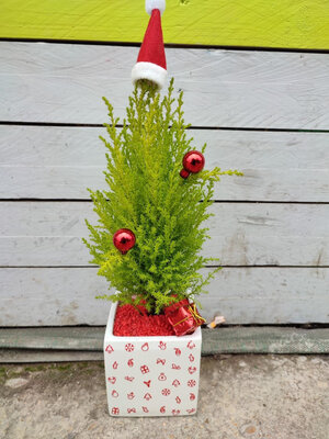 Petit conifère en pot noel