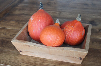 Potimarron