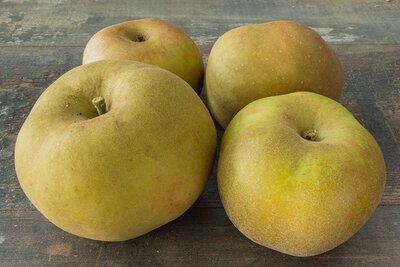 Pomme canada grise
