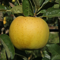 Pommes variété 'chanteclerc'