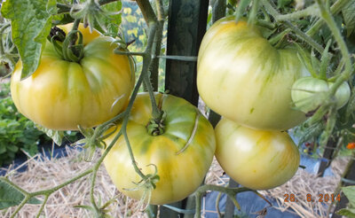 Tomate white queen plant (précoce)