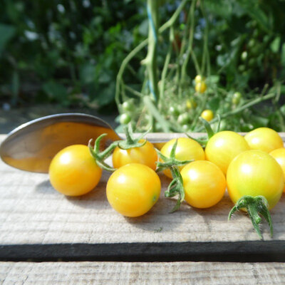 Tomate 'apéro' clémentine jaune (précoce)