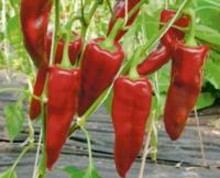 Poivron pantos plant (mi-précoce)