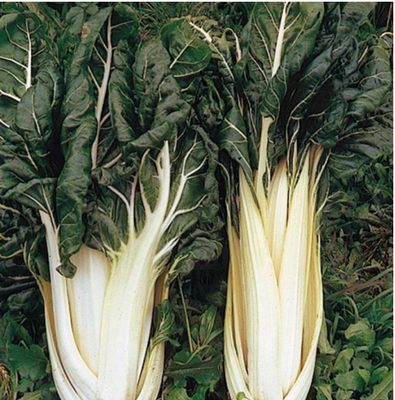 Blette à carde blanche