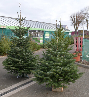 Sapin nordmann