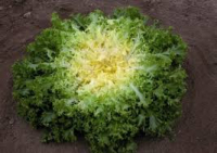 Frisée
