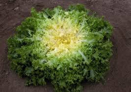 Frisée