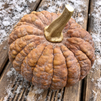 Courge futsu