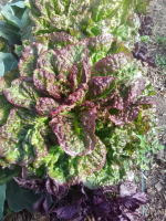 Salade laitue belle du poète